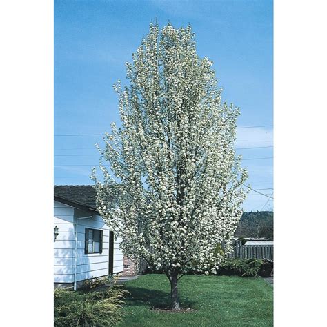 lowes pear tree|peach trees for sale lowe's.